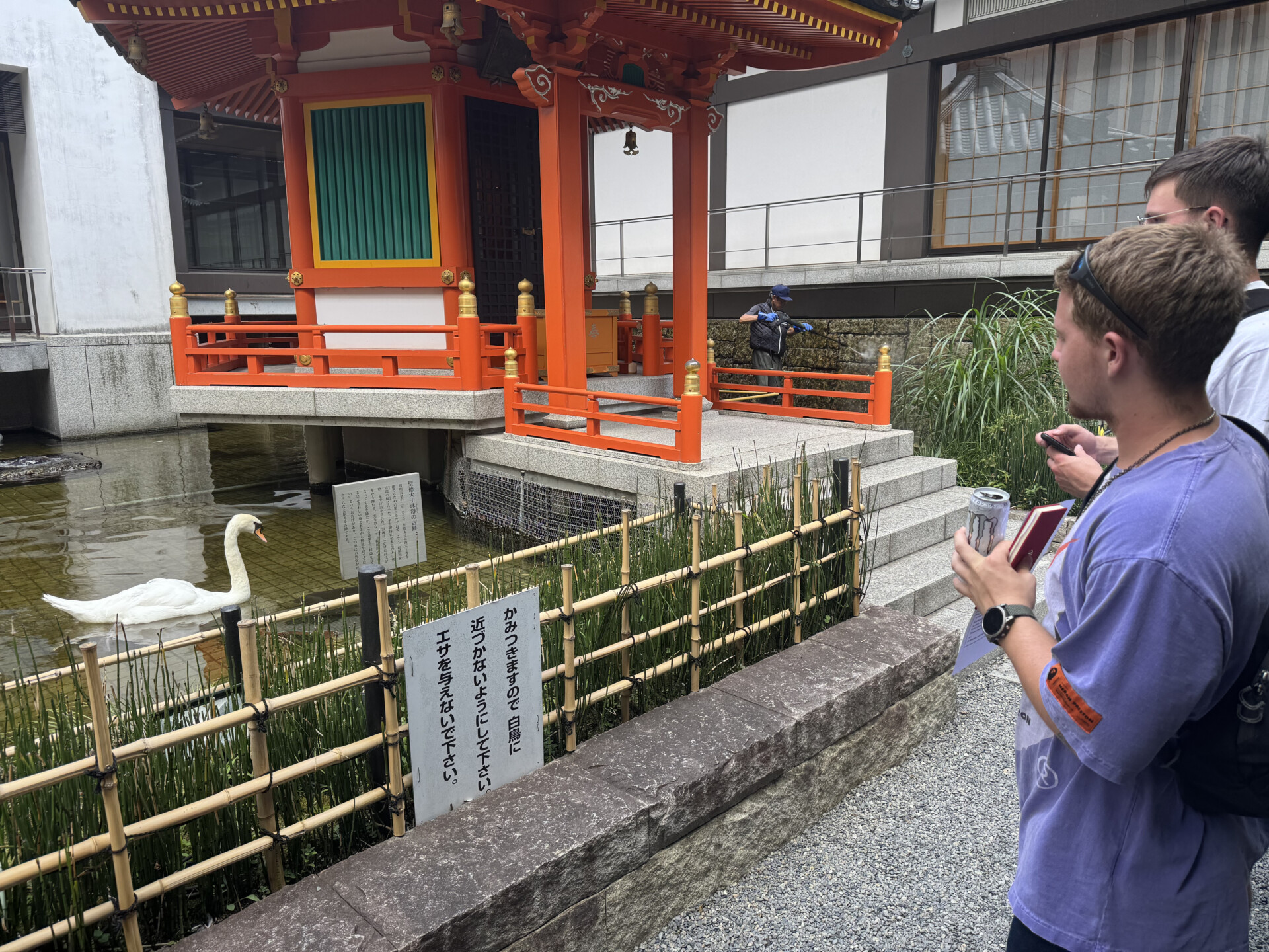 Small vermillion shrine pavilion beside a pond with a swan, as a visitor takes a photo